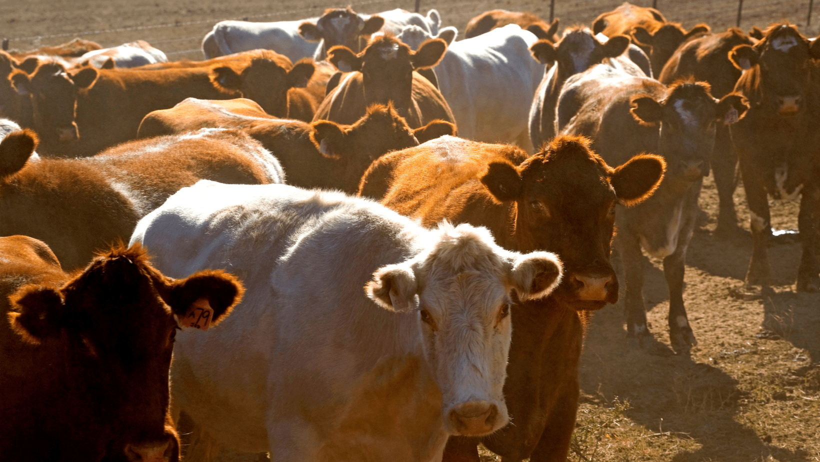 picture of cows in feedlot